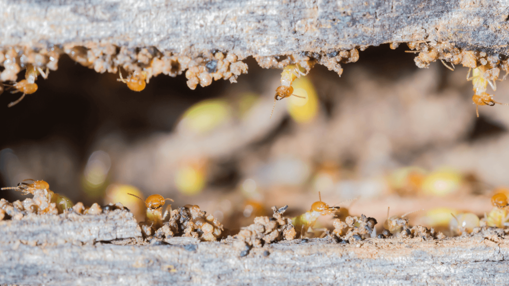 plaga en la madera