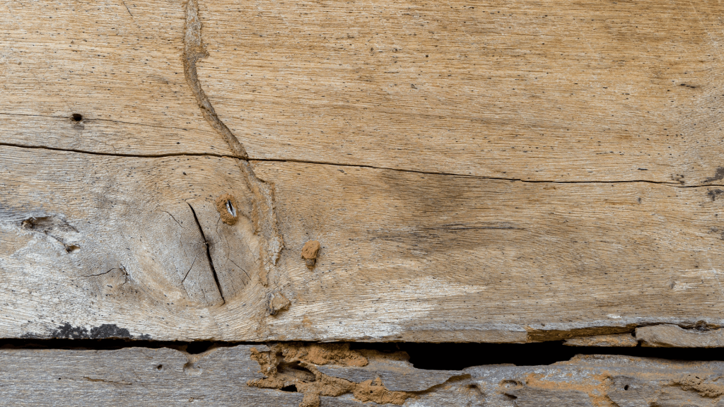 prevenir termitas madera