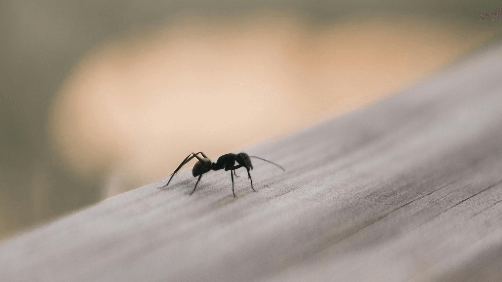 La hormiga, uno de los insectos de la madera